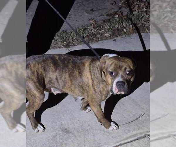 Medium Photo #3 American Staffordshire Terrier-Unknown Mix Puppy For Sale in San Antonio, TX, USA