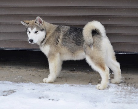 Medium Photo #1 Alaskan Malamute Puppy For Sale in BROOKLYN, NY, USA