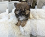 Small #4 Pomeranian
