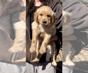 Great Pyrenees-Irish Setter Mix Puppy for sale in SHOW LOW, AZ, USA
