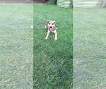 Small #1 Labrador Retriever Mix
