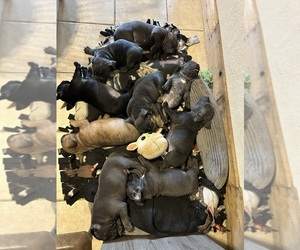 American Bully Litter for sale in MILO, MO, USA