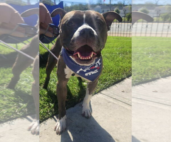 Medium Photo #7 American Pit Bull Terrier-Unknown Mix Puppy For Sale in Westwood, NJ, USA