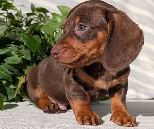 Medium Photo #38 Dachshund Puppy For Sale in GOSHEN, IN, USA