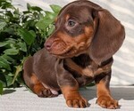 Small #6 Dachshund