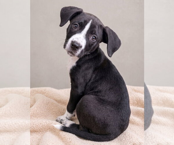Medium Photo #3 Boston Terrier-Unknown Mix Puppy For Sale in Grovertown, IN, USA