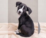 Small #2 Boston Terrier Mix