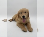 Small Photo #11 Golden Retriever Puppy For Sale in OCALA, FL, USA