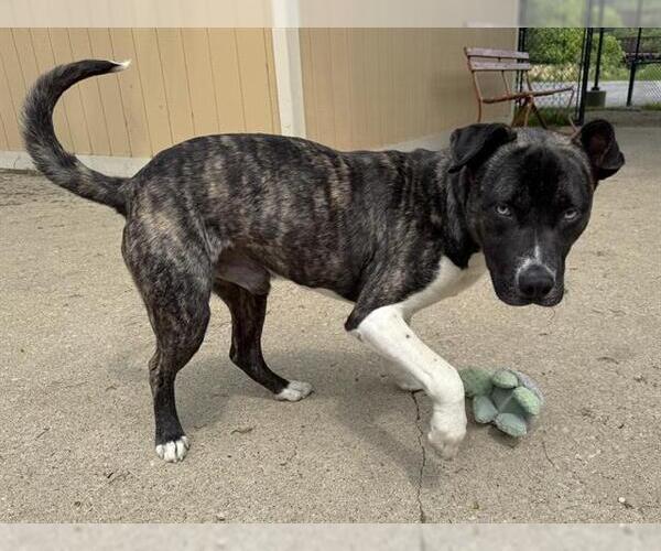 Medium Photo #1 American Pit Bull Terrier-Unknown Mix Puppy For Sale in Aurora, IL, USA