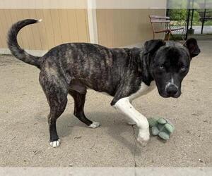 American Pit Bull Terrier-Unknown Mix Dogs for adoption in Aurora, IL, USA