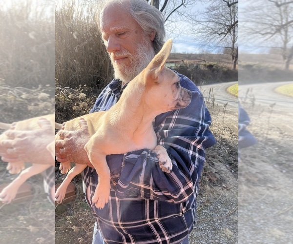 Medium Photo #35 French Bullhuahua Puppy For Sale in SPRAGGS, PA, USA