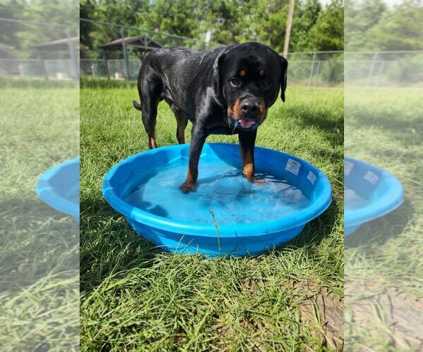 Medium Photo #9 Rottweiler Puppy For Sale in White Hall, AR, USA