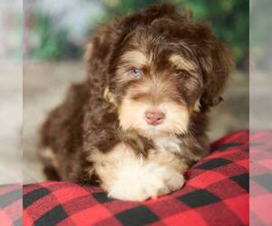 Miniature Bernedoodle Puppy for sale in DALTON, OH, USA