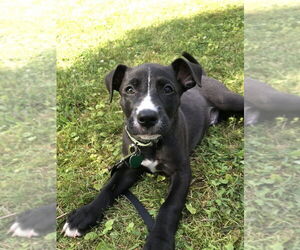 Labrador Retriever-Unknown Mix Dogs for adoption in Springdale, PA, USA