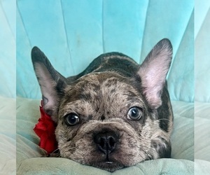 French Bulldog Puppy for sale in COCOA, FL, USA