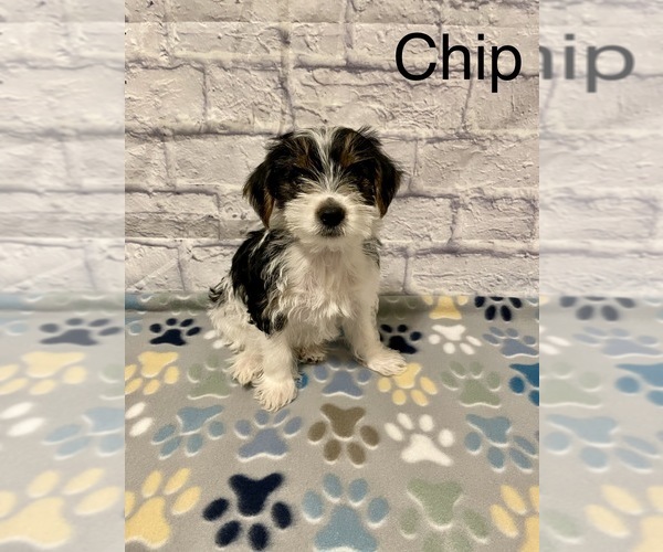Medium Photo #4 Yorkshire Terrier Puppy For Sale in BUCKEYE, AZ, USA