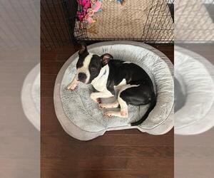 Mutt Dogs for adoption in Charlotte, NC, USA