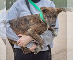 Small #6 German Shepherd Dog-Red Heeler Mix