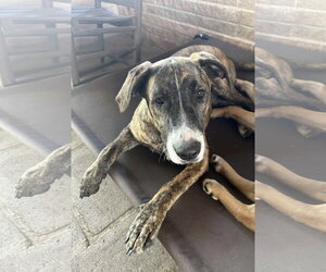 Catahoula Leopard Dog-Labrador Retriever Mix Dogs for adoption in Oakhurst, NJ, USA