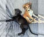 Small #2 Greyhound Mix