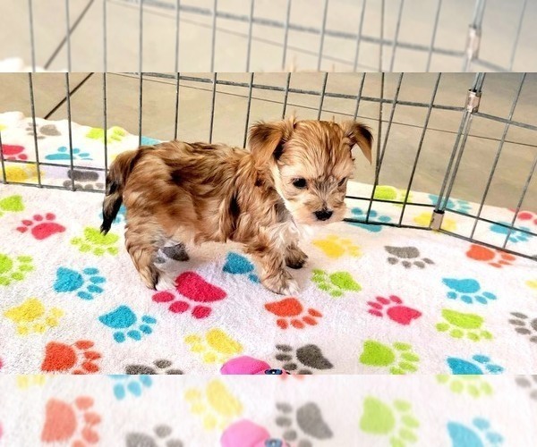 Medium Photo #12 Morkie Puppy For Sale in ORO VALLEY, AZ, USA