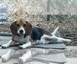 Small #3 Beagle