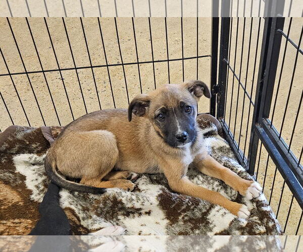 Medium Photo #3 Mutt Puppy For Sale in Tracy City, TN, USA