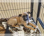Small #2 Mutt