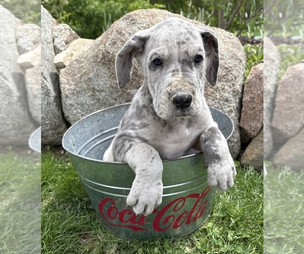 Medium Photo #4 Great Dane Puppy For Sale in MIDDLEBURY, IN, USA