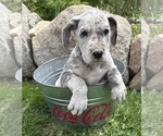 Small #3 Great Dane