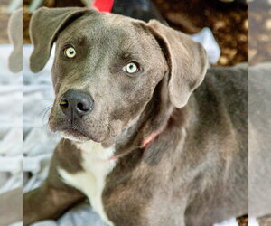 Mutt Dogs for adoption in Canton, CT, USA