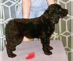 Small Photo #1 Goldendoodle Puppy For Sale in SAVANNA, IL, USA