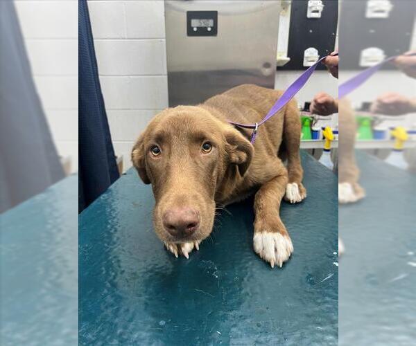 Medium Photo #1 Labrador Retriever-Unknown Mix Puppy For Sale in Mobile, AL, USA