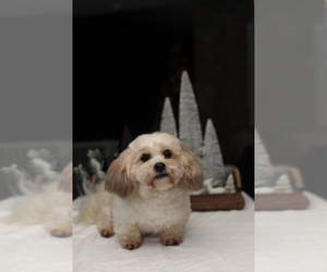 Father of the Shorkie Tzu puppies born on 08/16/2025