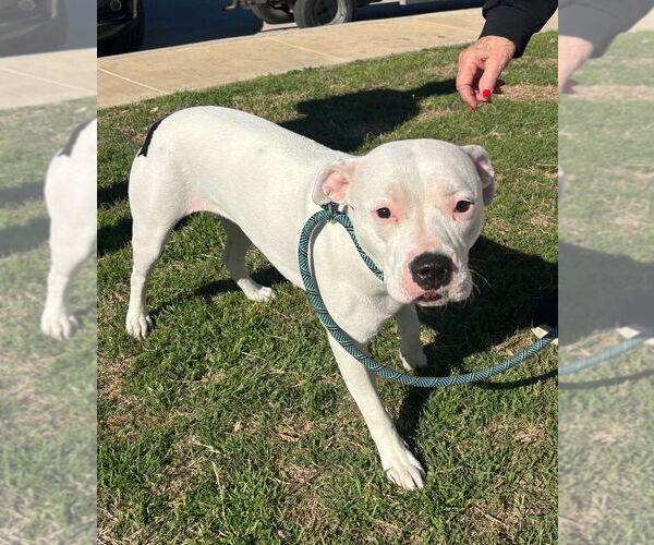 Medium Photo #6 Mutt Puppy For Sale in Oak Bluffs, MA, USA