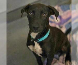 American Staffordshire Terrier-Unknown Mix Dogs for adoption in San Antonio, TX, USA