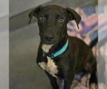 Small American Staffordshire Terrier Mix