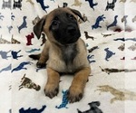 Small Photo #6 Belgian Malinois Puppy For Sale in SAINT GEORGE, UT, USA