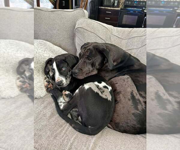 Medium Photo #2 Great Dane Puppy For Sale in Holly Springs, NC, USA