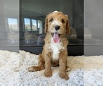 Small #4 Goldendoodle (Miniature)