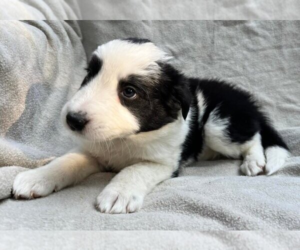Medium Photo #4 Border Collie Puppy For Sale in MOSIER, OR, USA