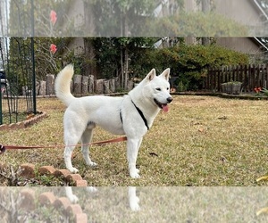 Father of the Jindo Dog puppies born on 12/29/2023