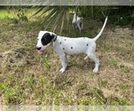 Small Photo #12 Dalmatian Puppy For Sale in MERRITT IS, FL, USA