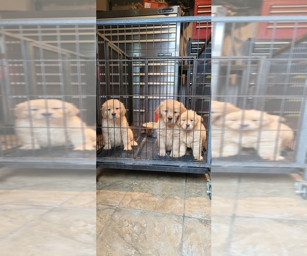 Medium Photo #2 Golden Retriever Puppy For Sale in SELMA, CA, USA
