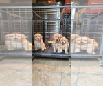 Small Photo #2 Golden Retriever Puppy For Sale in SELMA, CA, USA