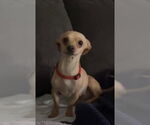 Small #2 Chihuahua Mix