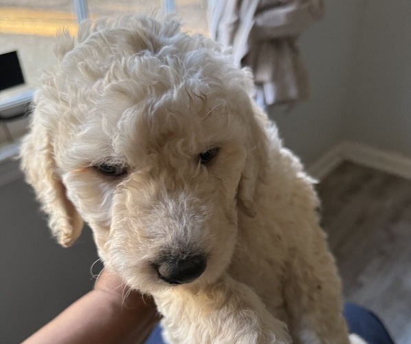 Medium Photo #3 Goldendoodle Puppy For Sale in FAYETTEVILLE, GA, USA