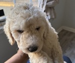 Small #2 Goldendoodle