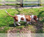 Small #5 Basset Hound