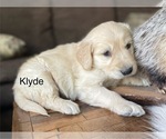 Image preview for Ad Listing. Nickname: Klyde